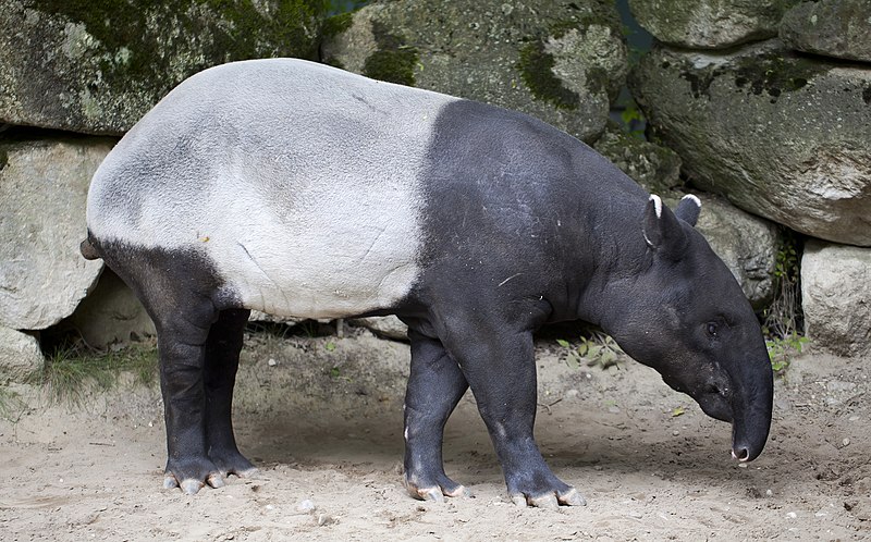 Tapir Malayo (from Wikipedia)